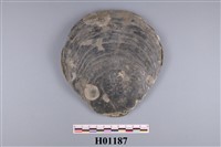 藏品(月形靜嫻蛤化石)的圖片